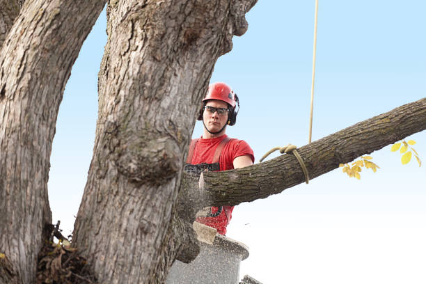 Professional Tree Services in Del Aire, CA